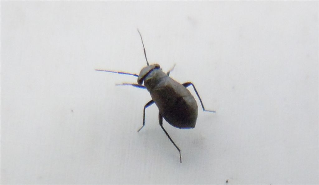 Miridae: Pachytomella passerinii  della Campania (NA)